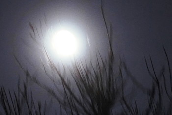 В лунном свете / Поднимаясь в небо, луна замешкалась в ветвях деревьев