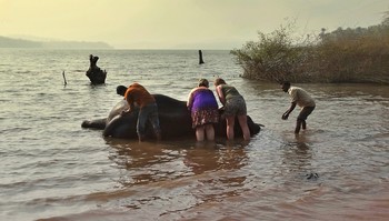 Англичанки рассмешили, когда мыли слонов / Англичанки рассмешили, когда им разрешили помыть слонов 
https://youtu.be/9YrpNHdEKoA