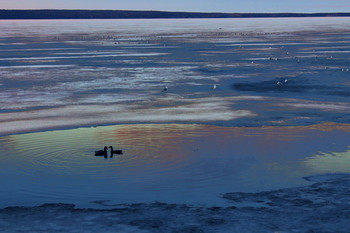 Новая жизнь / Пара уток весной, Петрозаводская губа Онежского озера