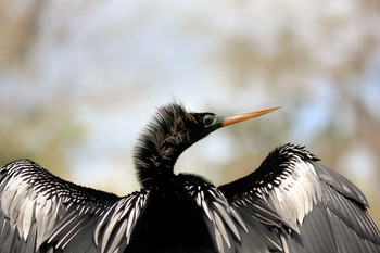 Американская змеешейка / ***