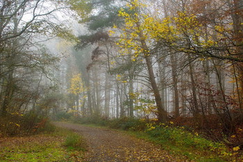 Просто Осень... / Гуляя по осеннему лесу , туманным днем.Зарисовка .