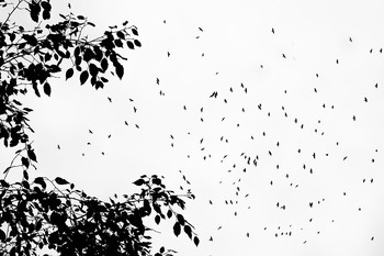 Настроение раздумий / Птицы летают
Кружат в полете в небе
Все выше, дальше.