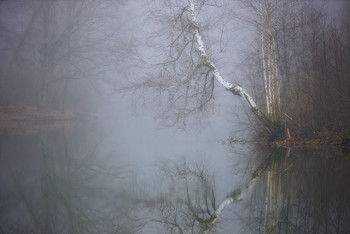 Silence / Поздняя осень, редкий туман в Подмосковье