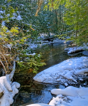 лесной ручей / туевый лес, Онтарио, Канада