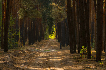 Лесная... / .....