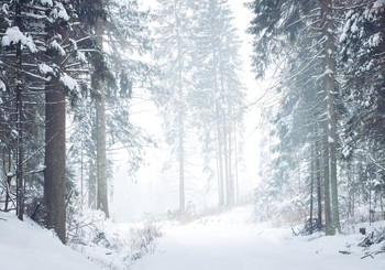 A blizzard in the forest / Метель в лесу в -17.