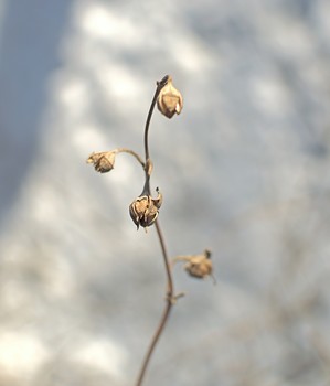 Коробочка с семенами / Парк, зимняя прогулка