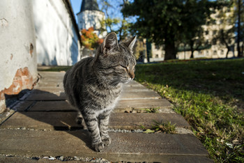 Вышел на прогулку Котик монастырский. / Дружелюбный котик у ворот Спасо-Андроникова монастыря.