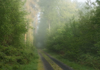 Весеннее утро. / Туманное утро в весеннем лесу.