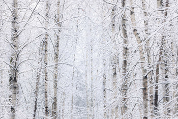 White on white / Лёгкая абстракция из берёз под снегом.