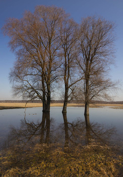 Весеннее отражение / Весенние разливы недалеко от деревни Осеево Московской области