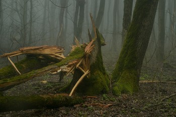 В лесу / Падение дерева