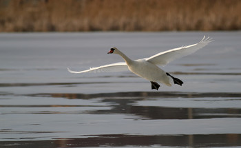 планер / лебедь-шипун совершает посадку на мартовский лед озера