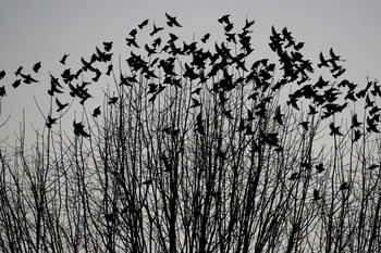 &nbsp; / Charlotte birds