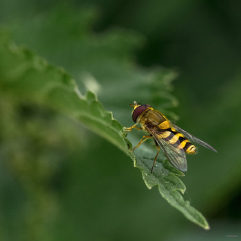 &nbsp; / Муха-журчалка осовидная (Syrphus ribesii)