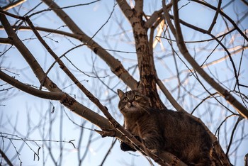 В ветвях / Кошка на дереве