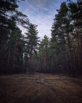 Лес. / В природе есть много тайн, недоступных нашему разуму. 🌲🧐