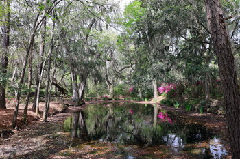 Magnolia plantation, Charleston, South Carolina / ***