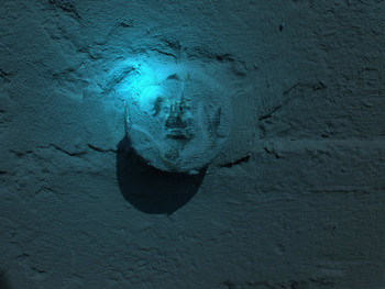 &nbsp; / Nachtschattengewächs