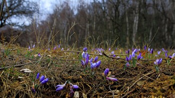 Крокус Крымский / Крым. Демирджи. Стоянка Джурла