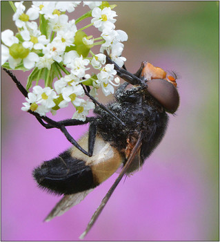 Опыление. / Журчалка прозрачная - Volucella pellucens. Отряд ДВУКРЫЛЫЕ, семейства ЖУРЧАЛКИ. в мировой фауне насчитывается около 6 тыс. видов.