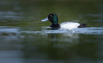 Lesser Scaup (male) / Америка́нская морска́я че́рнеть, или ма́лая морска́я че́рнеть (лат. Aythya affinis) — среднего размера водоплавающая птица семейства утиных
Вид распространён в США (в том числе в Аляске) и Канаде. Населяет озёра, поросшие камышом. Перелётная птица. Зимой мигрирует южнее в США, в Центральную Америку и на север Южной Америки, иногда залетает и в Европу.