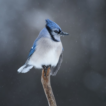 Blue jay / Голубая сойка