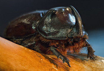 &nbsp; / Обыкновенный Жук-носорог (Oryctes nasicornis). Самец