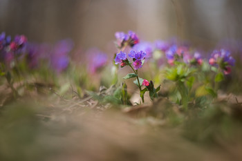 Весны цветенье / медуница, гелиос 40-2С 85mm f/1.5