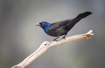 Common Grackle (male) / Обыкновенный гракл (лат. Quiscalus quiscula) — вид птиц семейства трупиаловых (Icteridae).

Взрослые птицы достигают 32 см в длину. Самец имеет длинный тёмный клюв, бледно-жёлтые глаза и длинный хвост, его оперение радужно-чёрное, с пурпурным оттенком на голове