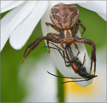 Двое на одном. / Войны двух миров - насекомых и паукообразных, где как правило побеждают пауки.