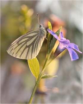 Белянка брюквенная /Pieris napi/ / Белянка брюквенная /Pieris napi/