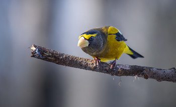 Evening grosbeak (Male) / Вечерний американский дубонос (самец)
Ареал гнездования вечернего американского дубоноса — это хвойные и смешанные леса всей Канады и западных горных районах Соединенных Штатов и Мексики.
Миграция этой птицы является переменной и не постоянной.
Вечерний американский дубонос назван в честь ошибочного убеждения, что он поет только вечером)