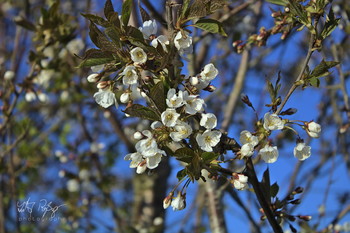 &nbsp; / Ein Zweig mit Kirschblüten