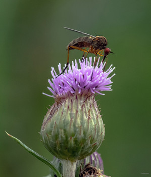 &nbsp; / Желтоспинный комар-толкунчик (Empis stercorea) на розовом осоте.