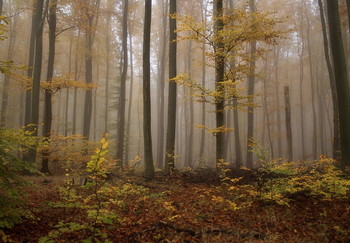 Дыхание осени / Осенний туман в лесу .