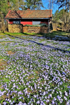 Незабываемое время первоцветья / Самые первые цветы, просыпающие после зимы – пролески. Их многие называют голубыми подснежниками. Другое название – Сцилла.