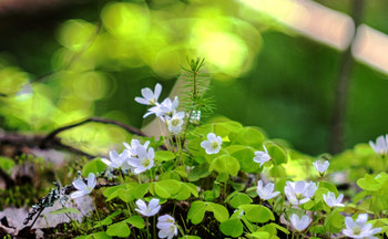 Весеннее настроение / Лесные цветы(Primotar 135/3.5)