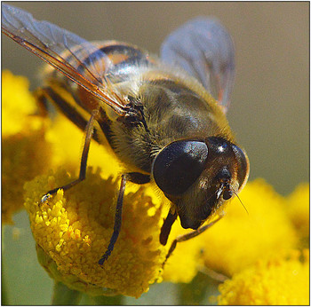 Уходящая осень 20-го года. / Двукрылые последние насекомые уходящие на зимовку, дают возможность продлить фотоохоту.