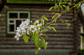 Домик окнами в сад-1 / весна