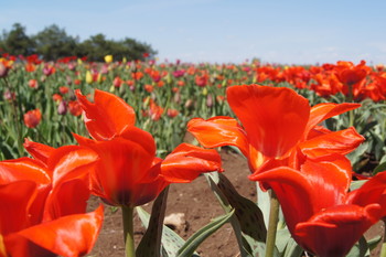 Тюльпаны / Эти прекрасные тюльпаны выведены в Никитском ботаническом саду Крыма