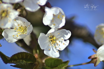 &nbsp; / Wildkirschblüten gegen den Himmel