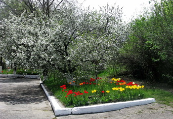 Цветущий май... / Дерево в цвету,тюльпаны