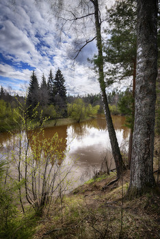 Кубрь полноводный / май