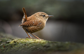 Winter wren / Волоочко канадське (Troglodytes hiemalis) дуже маленька північноамериканська пташка 
Маленький хвіст часто стирчить прямо догори, а коротка шия надає пташці вигляду маленької коричневої кульки. Згори рудувато-коричневий, внизу сіріший, з темними коричневими та сірими штрихами, навіть на крилах і хвості. Дзьоб темно-коричневий, ноги блідо-коричневі. У молодих птахів менш контрастні штрихи. Волоочко канадське можна розпізнати за блідими &quot;бровами&quot; над очима.

Зимний крапинвник (? русского перевода не нашел) (Troglodytes hiemalis) очень маленькая североамериканская птичка
Маленький хвост часто торчит прямо вверх, а короткая шея придает птичке вид маленького коричневого шарика в пинг-понг). Сверху рыжевато-коричневый, внизу более серые, с темными коричневыми и серыми штрихами, даже на крыльях и хвосте. Клюв темно-коричневый, ноги бледно-коричневые. У молодых птиц менее контрастные штрихи. Волоочко канадское можно распознать по бледными &quot;бровями&quot; над глазами.