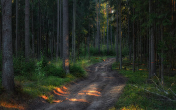 Дорога сквозь лес / Nikkor 24-120 f4