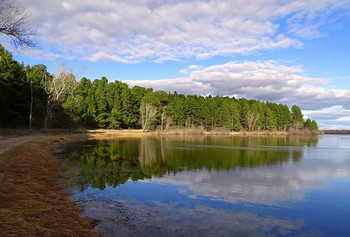 У озера / Томская область. Лесное озеро. У озера бор кедровый.