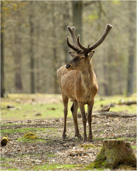 Встреча в майском лесу / Встреча в майском лесу