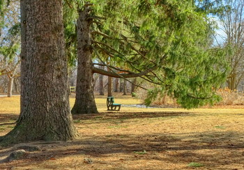 тсуга / дерево канадская тсуга в парке Торонто, Канада