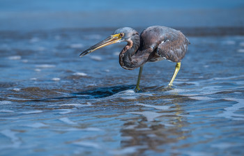 Tricolored heron / Трехцветная цапля - Egretta tricolor - мелкая или средняя цапля, длина тела 60-70 см. Обитает в Америке на территории от юга США до северной части Южной Америки